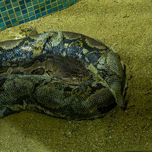 Reticulated python (Malayopython reticulatus)