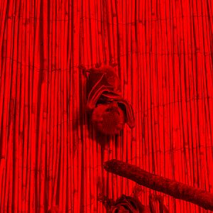 Egyptian rousette (Rousettus aegyptiacus)