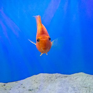 Blood parrot cichlid (Amphilophus citrinellus × Vieja melanurus)