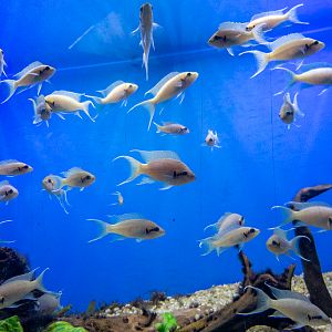 Princess of Burundi (Neolamprologus brichardi)