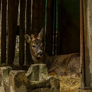Roe deer (Capreolus capreolus)
