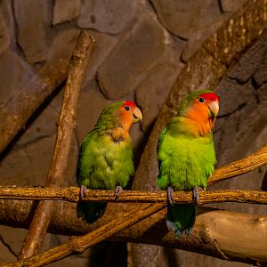 Rosy-faced lovebird (Agapornis roseicollis)