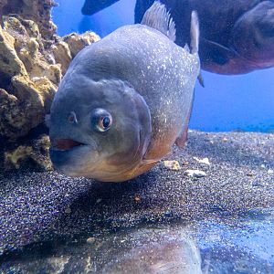 Red piranha (Pygocentrus nattereri)