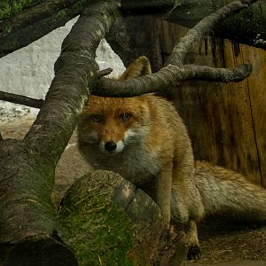 Red fox (Vulpes vulpes)