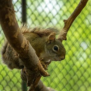 American red squirrel (Tamiasciurus hudsonicus)