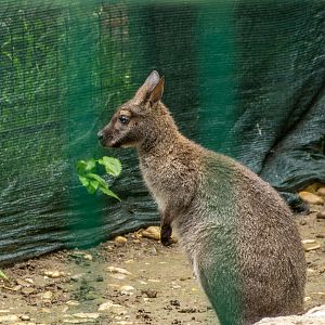 Red-necked wallaby (Notamacropus rufogriseus)