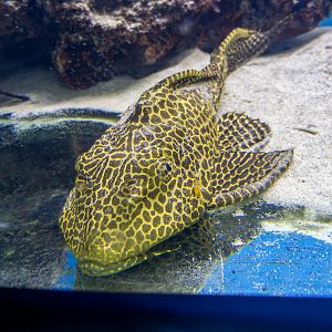 Suckermouth Catfish (Hypostomus plecostomus)