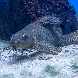 Featherfin squeaker (Synodontis eupterus)