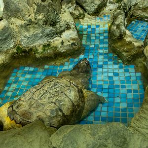Common snapping turtle (Chelydra serpentina)
