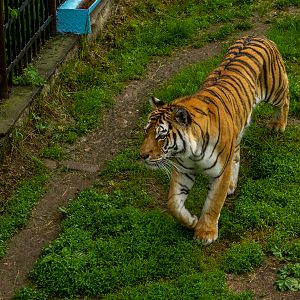 Siberian tiger (Panthera tigris tigris)