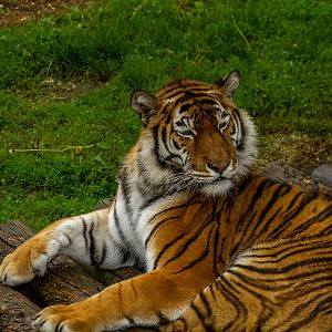 Siberian tiger (Panthera tigris tigris)