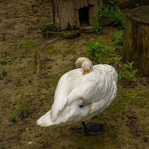 Whooper swan (Cygnus cygnus)