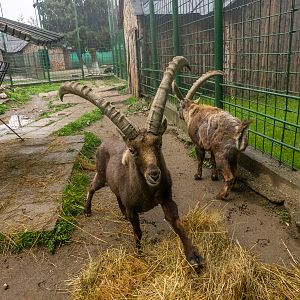 Alpine ibex (Capra ibex)