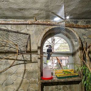 Trumpeter hornbill (Bycanistes bucinator)