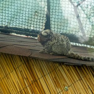 Common marmoset (Callithrix jacchus)