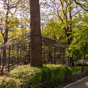 enclosure of monkeys