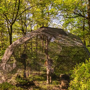enclosure of monkeys