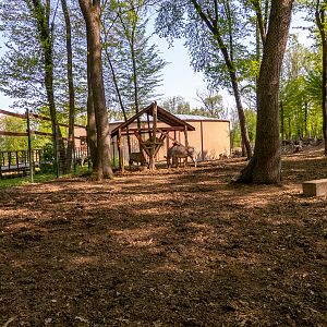 enclosure of african ungulates
