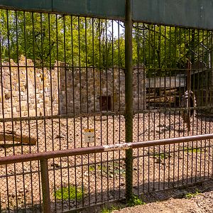 pre-enclosure of wolves