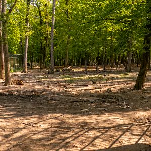enclosure of wolves and bears