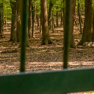 enclosure of wolves and bears