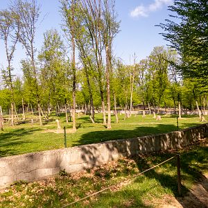 enclosure of elephants