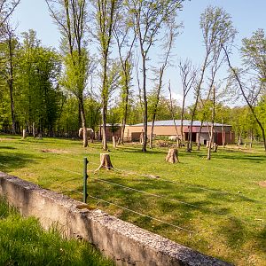 enclosure of elephants