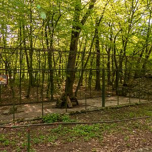 enclosure of red fox