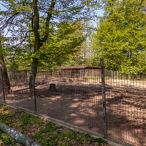 enclosure of collared peccary
