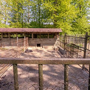 enclosure of collared peccary