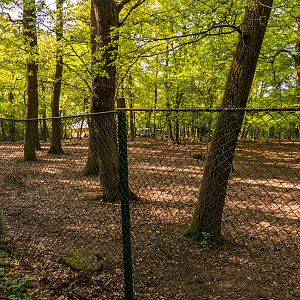enclosure of llamas and ponies