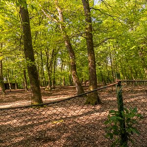enclosure of llamas and ponies