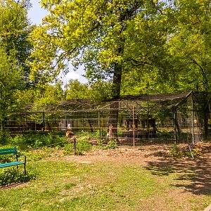 enclosure of lions #2