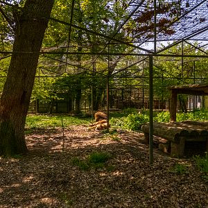 enclosure of lions #2