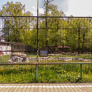 enclosure of lions #1