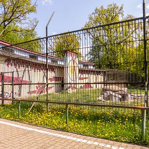 enclosure of lions #1