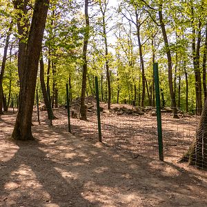 enclosure of Barbary sheep