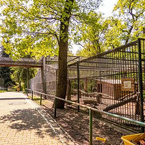 enclosure of hamadryas baboon