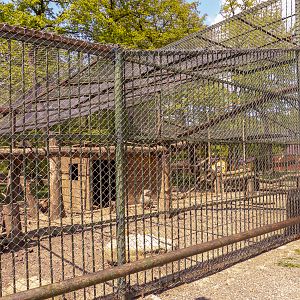 enclosure of hamadryas baboon