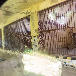 indoor enclosure of lions