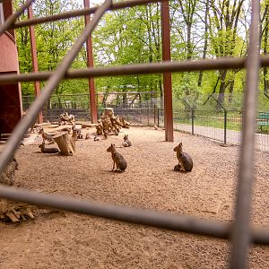 enclosure of Patagonian mara