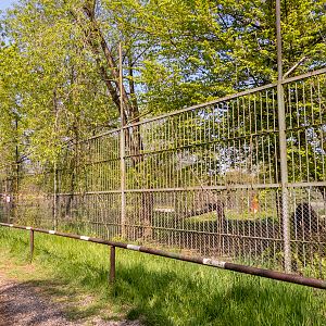 enclosure of polar wolf