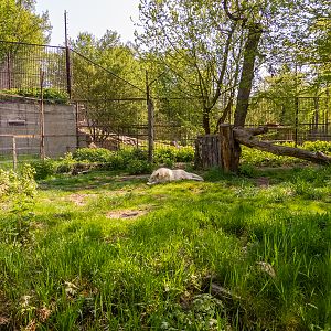 enclosure of polar wolf