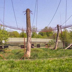 big cat house (and some other animals)