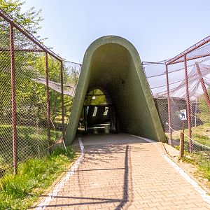 big cat house (and some other animals)