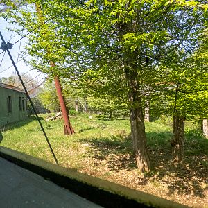 big cat house (and some other animals)