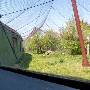 big cat house (and some other animals)