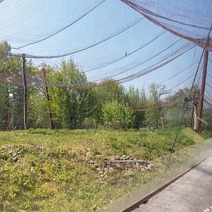 big cat house (and some other animals)