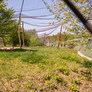 big cat house (and some other animals)