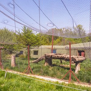 big cat house (and some other animals)